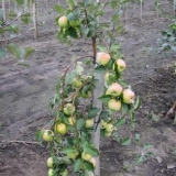 Kada presaditi stabla jabuke s mjesta na mjesto - u proljeće ili jesen